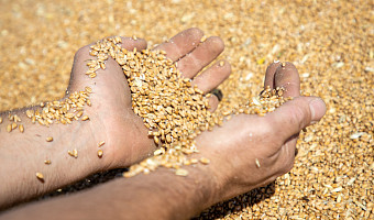 Аграрии Тульской области собрали 1,8 млн тонн зерновых и зернобобовых культур