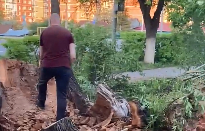 Тулякам пришлось самим спилить опасное дерево из-за бездействия администрации