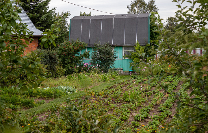 Тульским дачникам назвали 19 растений, за которые могут дать срок