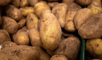 Тульская область оказалась на втором месте в России по сбору картофеля