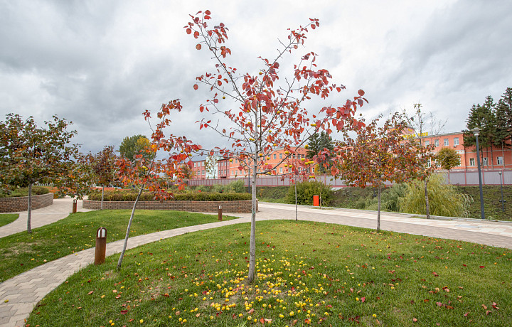 Синоптики обещают облачную погоду без осадков и с температурой до +18 градусов в Туле 3 сентября