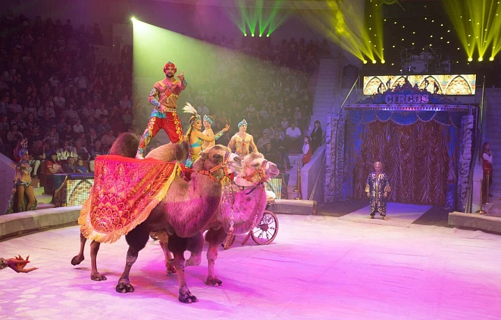 Более 40 тысяч зрителей уже посмотрели шоу Гии Эрадзе «Пять континентов» в Тульском цирке