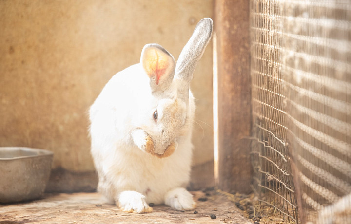 Президент Владимир Путин разрешил разводить кур и кроликов на даче