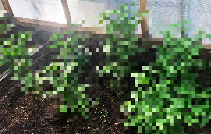 Житель Новомосковска незаконно выращивал коноплю на участке
