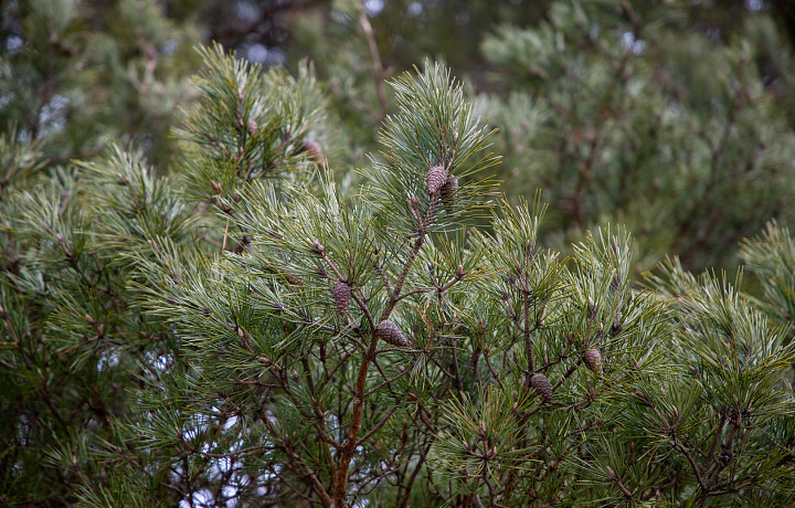 Районы, кварталы, лесные массивы: какова площадь лесов в Тульской области и как быстро восстанавливают вырубленное