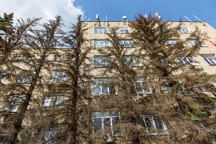 Ели засохли в сквере у ТЦ на улице Болдина в Туле