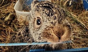 Зооволонтер из Тулы выходила истощенного зайчонка весом 141 грамм