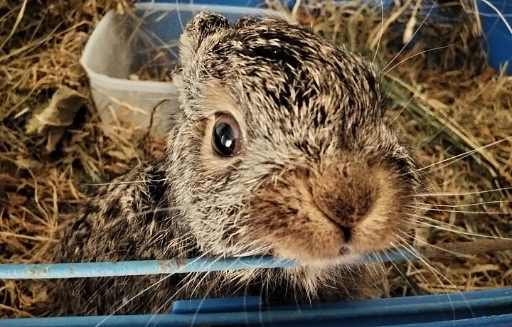 Зооволонтер из Тулы выходила истощенного зайчонка весом 141 грамм