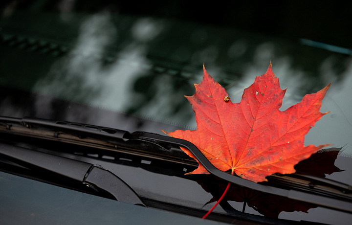 Пасмурно и до +12 градусов: прогноз погоды в Тульской области на 31 октября