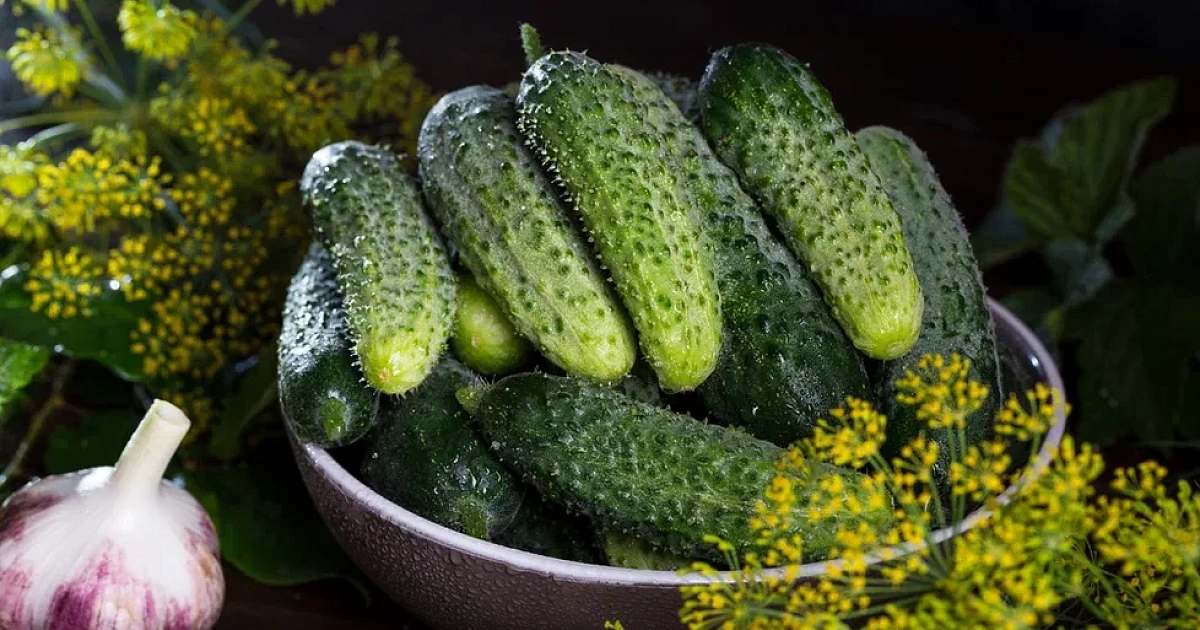 почему подорожали огурцы