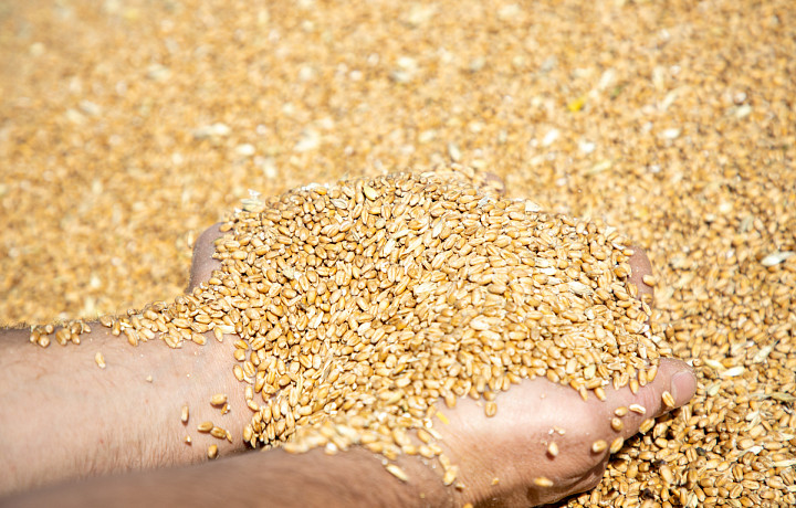 Россельхознадзор аннулировал декларацию на партию пшеницы из Ефремовского района