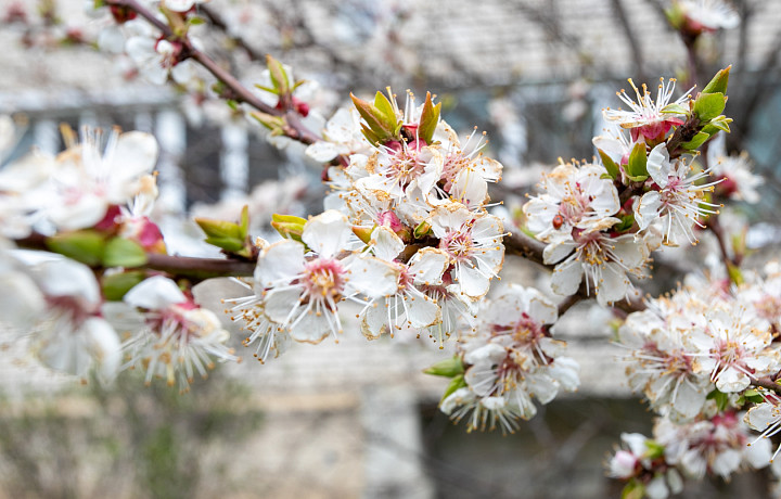 В апреле в центре России ожидается мало дождей и много солнца