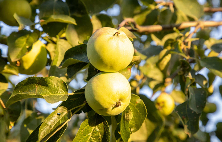 В Тульской области в 2023 году собрали 188,1 тысячи центнеров семечковых