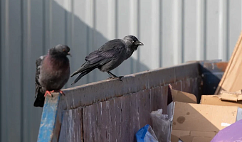 Эксперт предупредил о штрафах за выброс мусора из окна