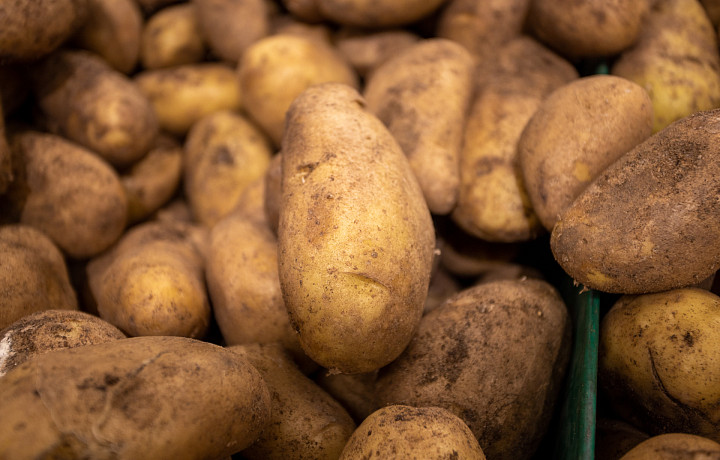 В 2022 году в Тульской области планируют собрать на 22 тысячи тонн картофеля больше