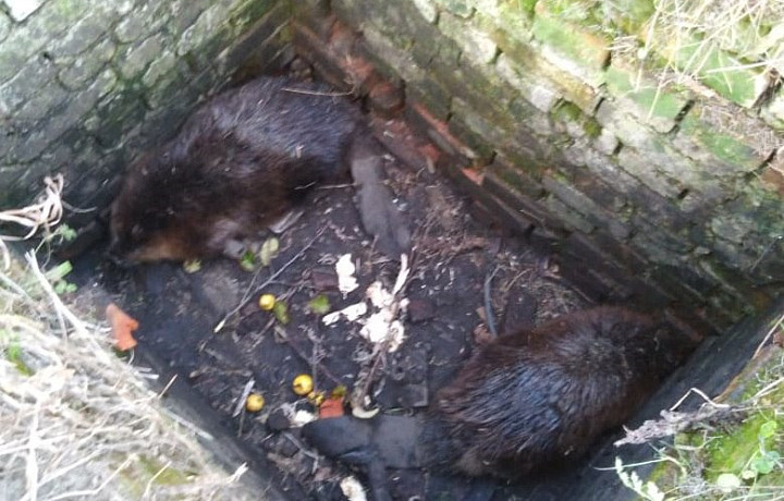 Сотрудники МЧС достали двух бобров из колодца в Суворовском районе