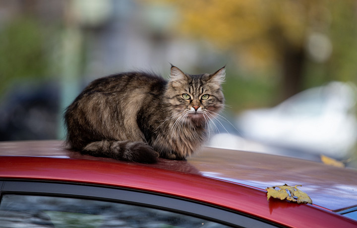 Мобилизованным тулякам рассказали, в каких приютах можно оставить домашних питомцев