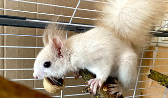 В Туле ищут дом для белой белки-инвалида