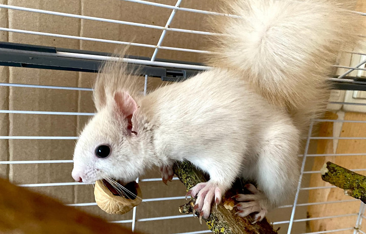 В Туле ищут дом для белой белки-инвалида
