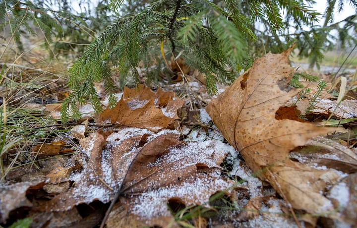 На Тульскую область в ближайшие дни обрушатся заморозки