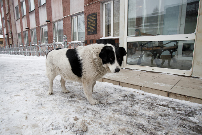 Четвероногий сотрудник КМЗ: пес Яшка прошел десятки километров и стал частью коллектива