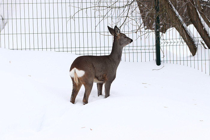 Зверские морозы: как животные зооуголка Белоусовского парка переживают снежную зиму и природные катаклизмы. Фоторепортаж