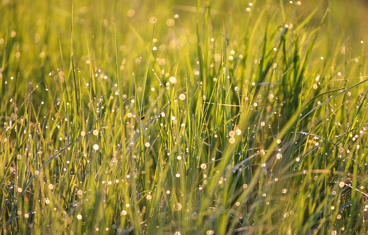 Названы районы Тульской области с наибольшим количеством жалоб на окос травы