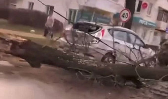 В Новомосковске дерево ветром снесло прямо на дорогу