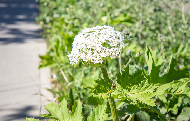 Агроэколог Гладилин рассказал, можно ли побороть борщевик Сосновского морозами