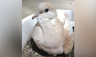 У горлицы из Тульского экзотариума, которая снесла яйцо в цветочном горшке, вылупился птенец