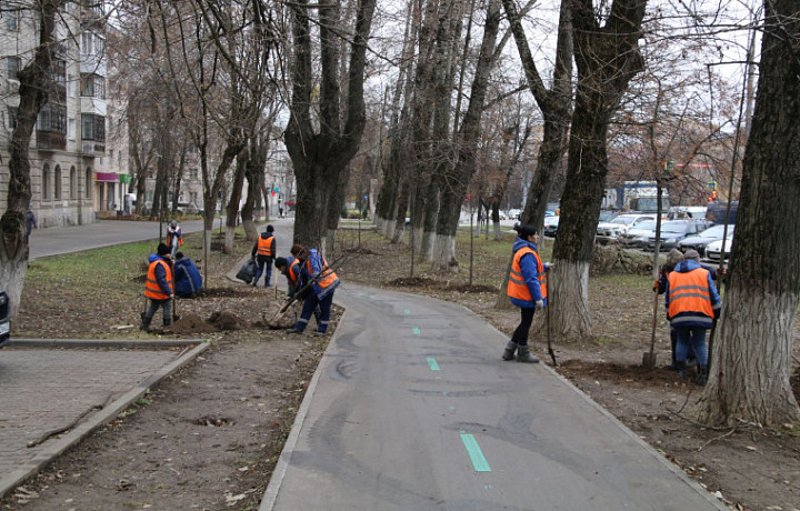 В Туле по пути веломаршрута «Лев Толстой» высадили липы