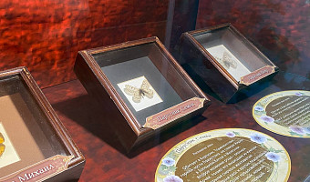 Кто открыл, тот и называет, вплоть до Fignya melkaya: в Тульском экзотариуме открыли экспозицию с именными бабочками – можно найти персональное насекомое