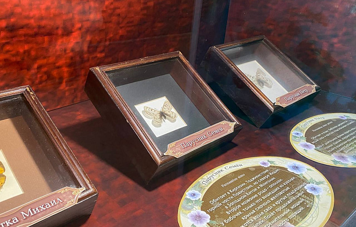 Кто открыл, тот и называет, вплоть до Fignya melkaya: в Тульском экзотариуме открыли экспозицию с именными бабочками – можно найти персональное насекомое