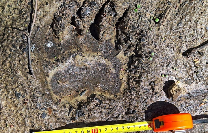 Следы бурого медведя нашли на границе Тульской и Калужской областей