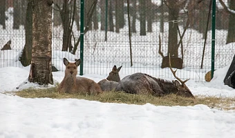 Почти 14 тысяч косуль, 80 краснокнижных рысей и девять волков: какие дикие животные обитают в тульских лесах