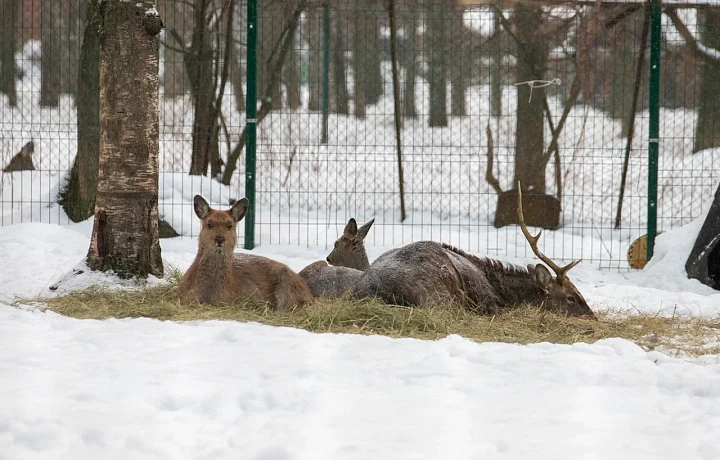 Почти 14 тысяч косуль, 80 краснокнижных рысей и девять волков: какие дикие животные обитают в тульских лесах