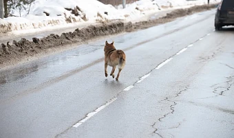 В Тульской области с начала года более 230 человек пострадали от укусов бездомных собак