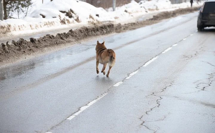 В Тульской области с начала года более 230 человек пострадали от укусов бездомных собак