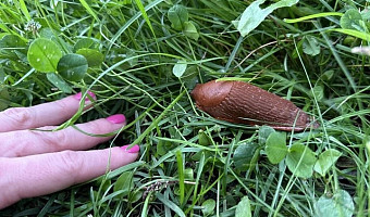 Гигантские испанские слизни массово атаковали тульские огороды