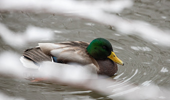 Синоптики пообещали тулякам мягкий финал зимы