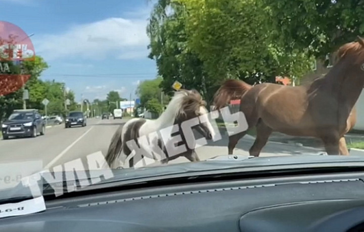 Лошади выбежали на проезжую часть дороги на Одоевском шоссе в Туле