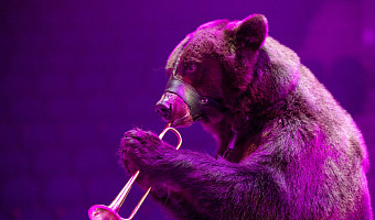Медвежья «цыганочка», бизоны, история любви под куполом: цирк Гии Эрадзе приехал в Тулу