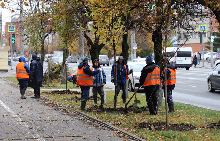 В Туле продолжилась осенняя посадка деревьев