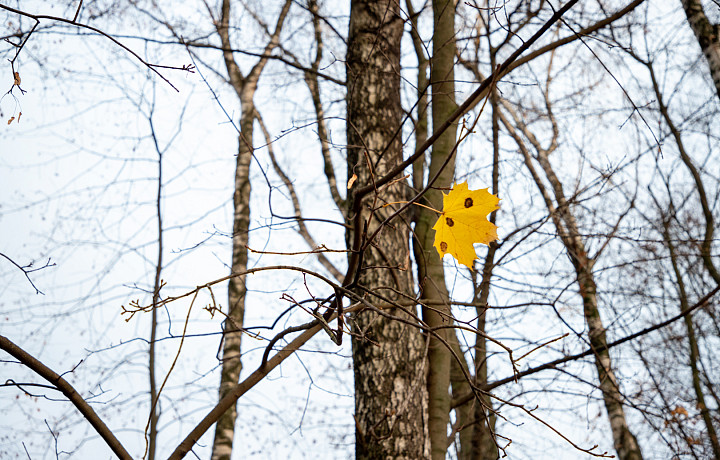 Синоптики спрогнозировали аномально теплый ноябрь в Центральной России