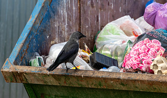 Сколько в Туле и области несанкционированных свалок, и где они находятся
