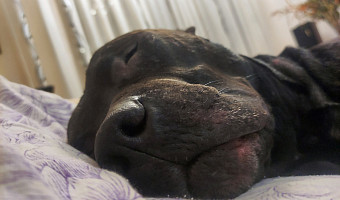 Ездовые, бойцовые, охотничьи собаки: туляки рассказали о неочевидных сложностях со своими питомцами