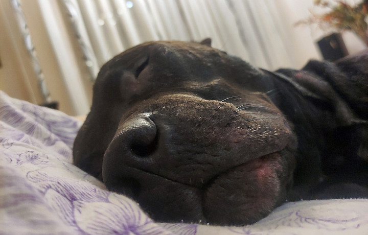 Ездовые, бойцовые, охотничьи собаки: туляки рассказали о неочевидных сложностях со своими питомцами