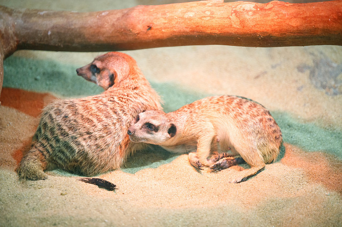 «Сурикаты агрессивно относятся к чужакам»: стоит ли заводить таких питомцев в доме