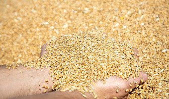 В Тульской области 21 тонну семян пшеницы списали без документов