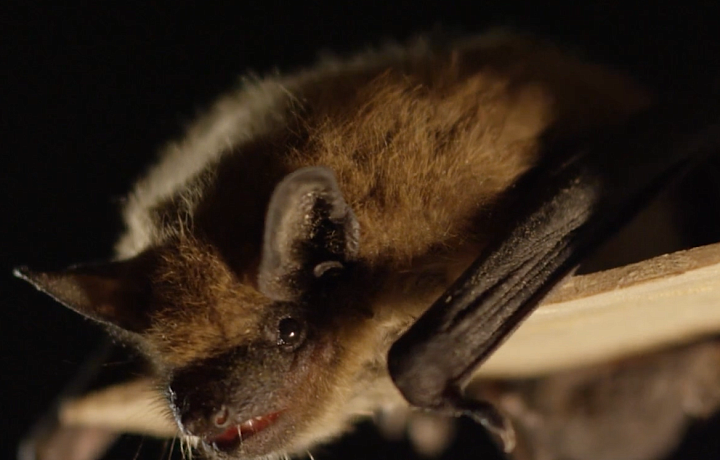Переносчик бешенства и вируса Эболы, но укусит лишь для защиты: что делать, если в квартиру залетела летучая мышь